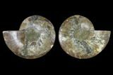 Sliced Ammonite Fossil - Agatized #115304-1